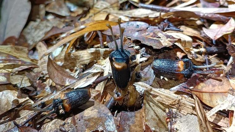‘Flor do diabo’: nova espécie negra e sem folhas é descoberta em parque nacional da Tailândia